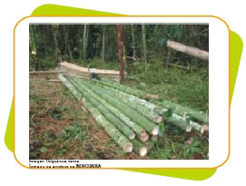 Guadua verde
