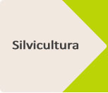 Silvicultura